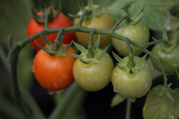 Kiedy jedzenie pomidorów może być niezdrowe?