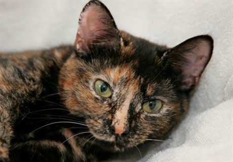 Mandatory Credit: Photo by Jerry Daws / Rex FeaturesMother cat Sky with her kittens and Rotweiiler puppys she looks after when their mother rejected them.Sky the Cat with Her Kittens and Rottweiler Puppys that she looks after after they were rejected by their mother, Norfolk, Britain - Jul 2007