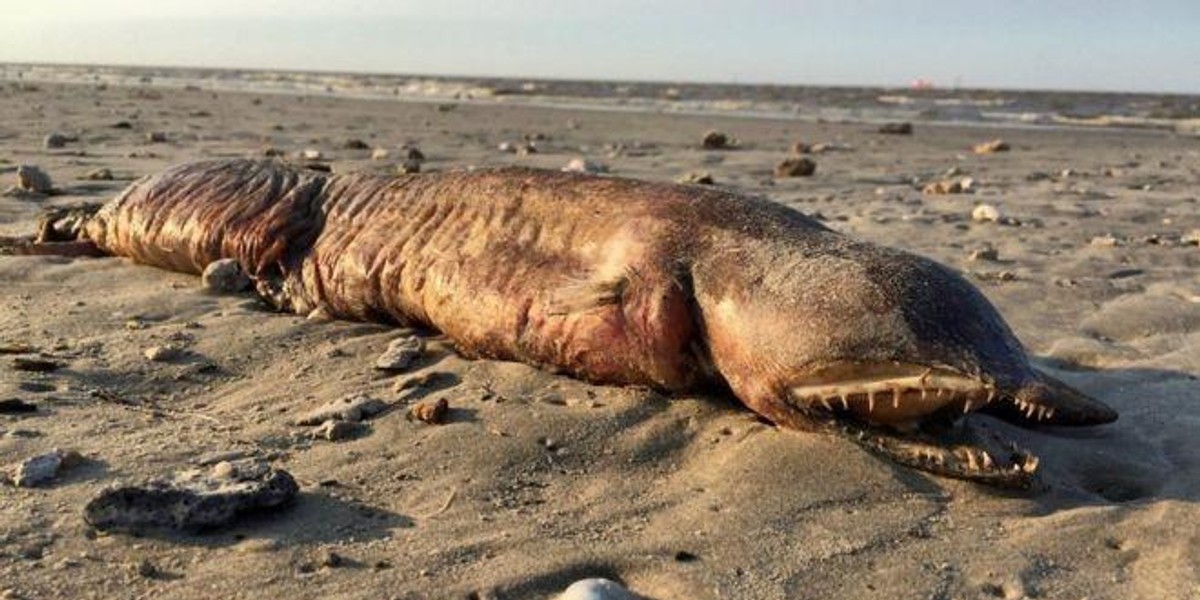 Tajemniczy stwór na plaży w Texas City