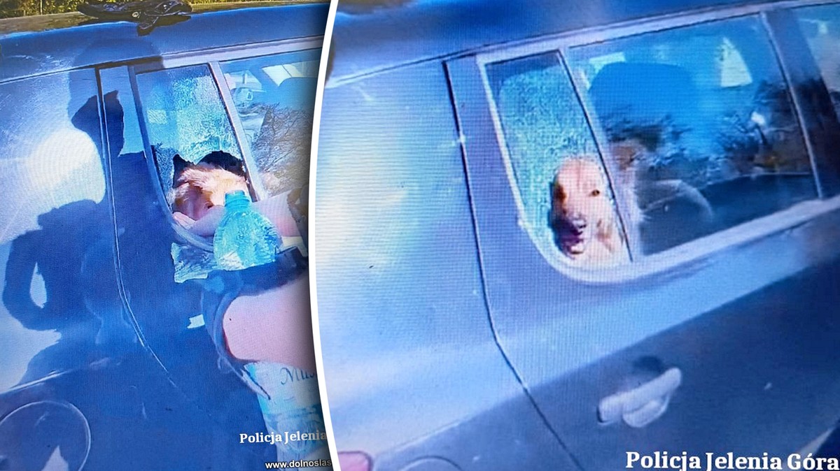 Dlaczego ten pies konał w aucie? Policjanci nie mieli wyboru