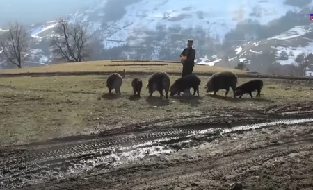 Vid Luković