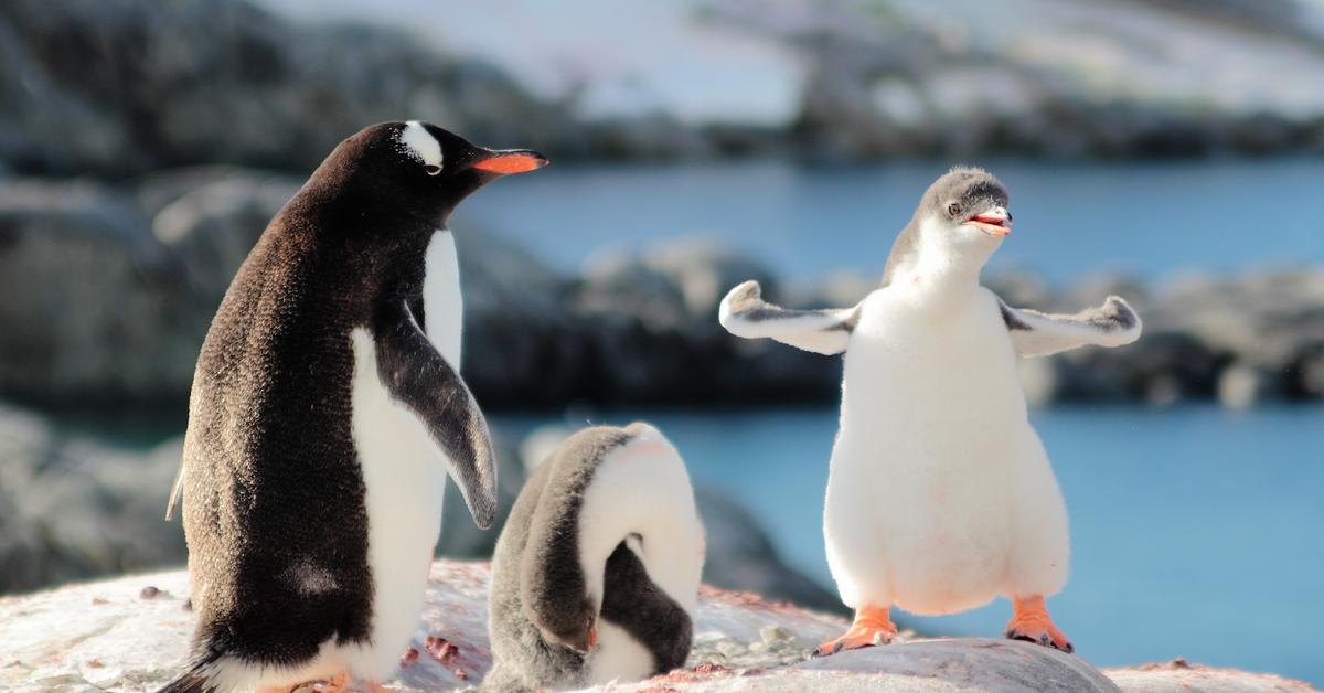 La gripe aviar ha llegado a la Antártida.  Algunas especies de pingüinos están en peligro de extinción