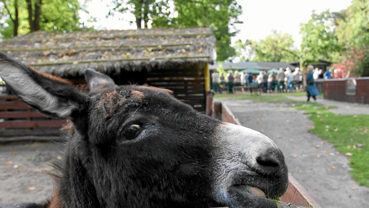 Matki odwiedzające z dziećmi poznańskie Stare Zoo na Jeżycach poczuły się oburzone po tym, jak podczas wizyty w ogrodzie natknęły się na kopulujące na wybiegu osły - informuje portal epoznań.pl. W związku z tym zwróciły się z prośbą o interwencję do radnej PiS Lidii Dudziak.