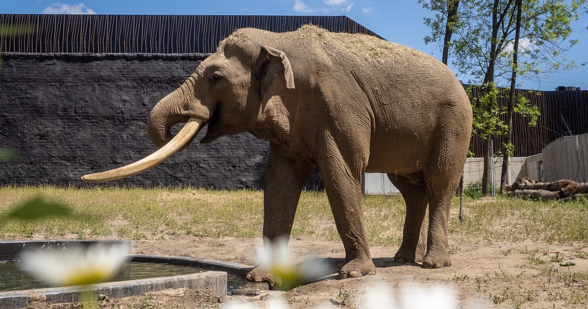 Łódź: Orientarium - słoń Aleksander przyjechał z niemieckiego zoo - Vimarsana News
