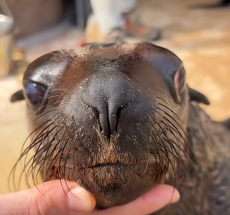 Kotiki podbijają serca zwiedzających zoo