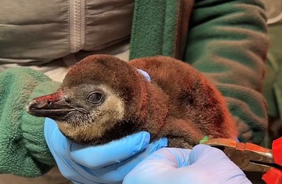 U pingwinów w zoo prawdziwy baby bom!