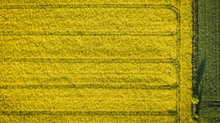 Chiny przywróciły import kanadyjskiego rzepaku. Powód: wojna w Ukrainie