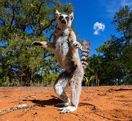 Lemur z Madagaskaru