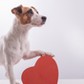 Does your dog truly love you? Science has the answer