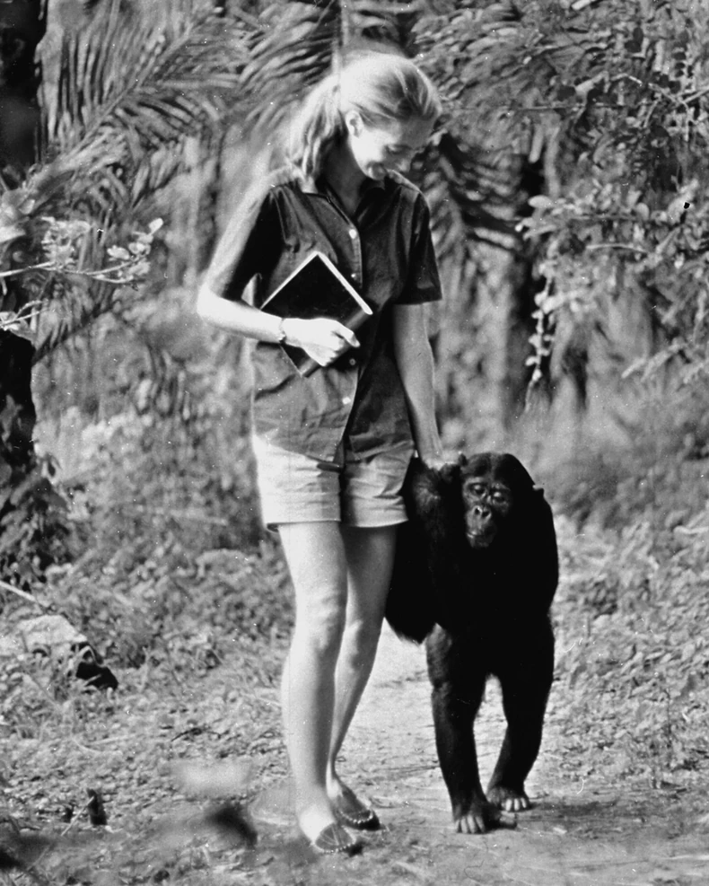 Dok je Džejn Gudal posmatrala šimpanze u Kenjiji, videla je koliko su slične njihove porodične veze i njihova neverbalna komunikacija sa ljudskim | Foto: Getty Images