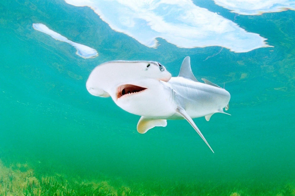 Bolje vari biljke nego meso - ajkula Sphyrna tiburo