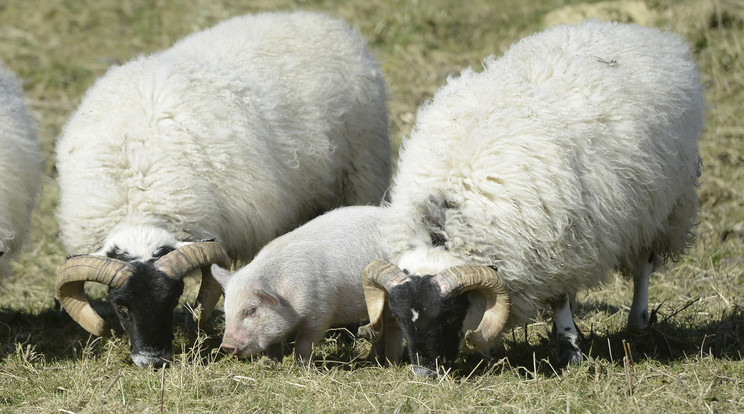 Gyapjas emlősként viselkedik a 11 hetes nőstény malacka