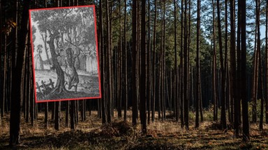 Dziewczynka przez lata żyła w lesie. Nie umiała mówić, tylko syczała i chrząkała