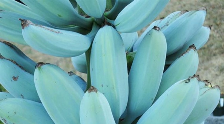 Blue Java Banana