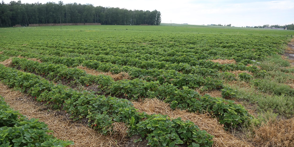 Gwałty i poniżanie na farmach truskawek. To koszmar, co tam się dzieje