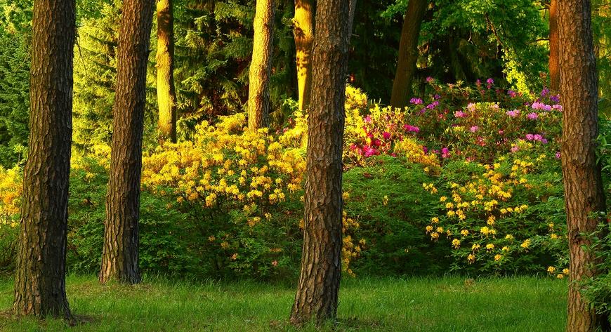 Park różaneczników. FOT. KAROL WRÓBEL