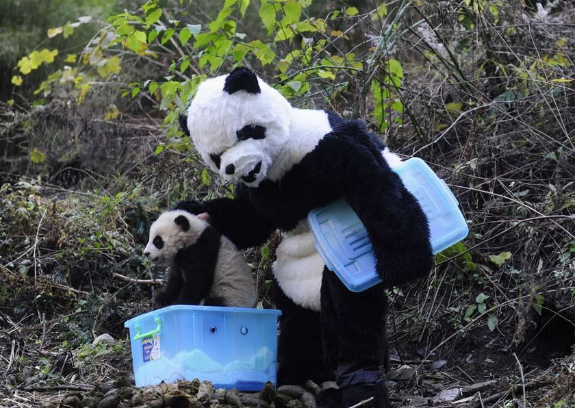 To ja, twoja mama panda. Naprawdę?