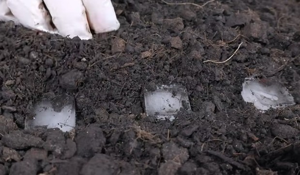 Trik za sejanje šargarepe