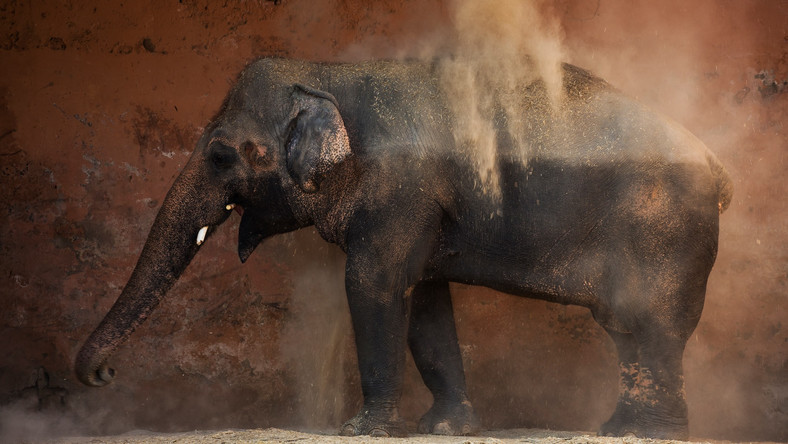 Kaavan - najbardziej samotny słoń na świecie