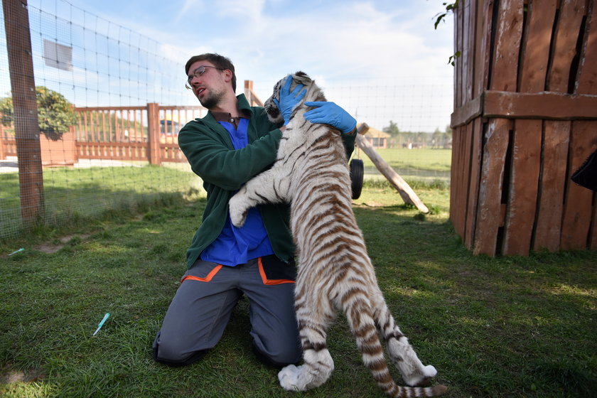 Szczepienie tygrysów w zoo w Borysewie