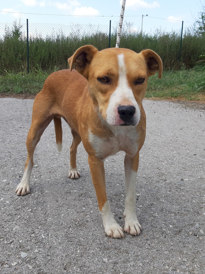 Lisko je star dve godine