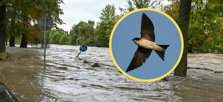 Wędrowne ptaki ofiarami pogody. Ekspert tłumaczy, jak im pomóc