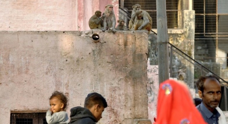 India has an estimated monkey population of 50 million and roughly 10,000 are believed to roam Agra