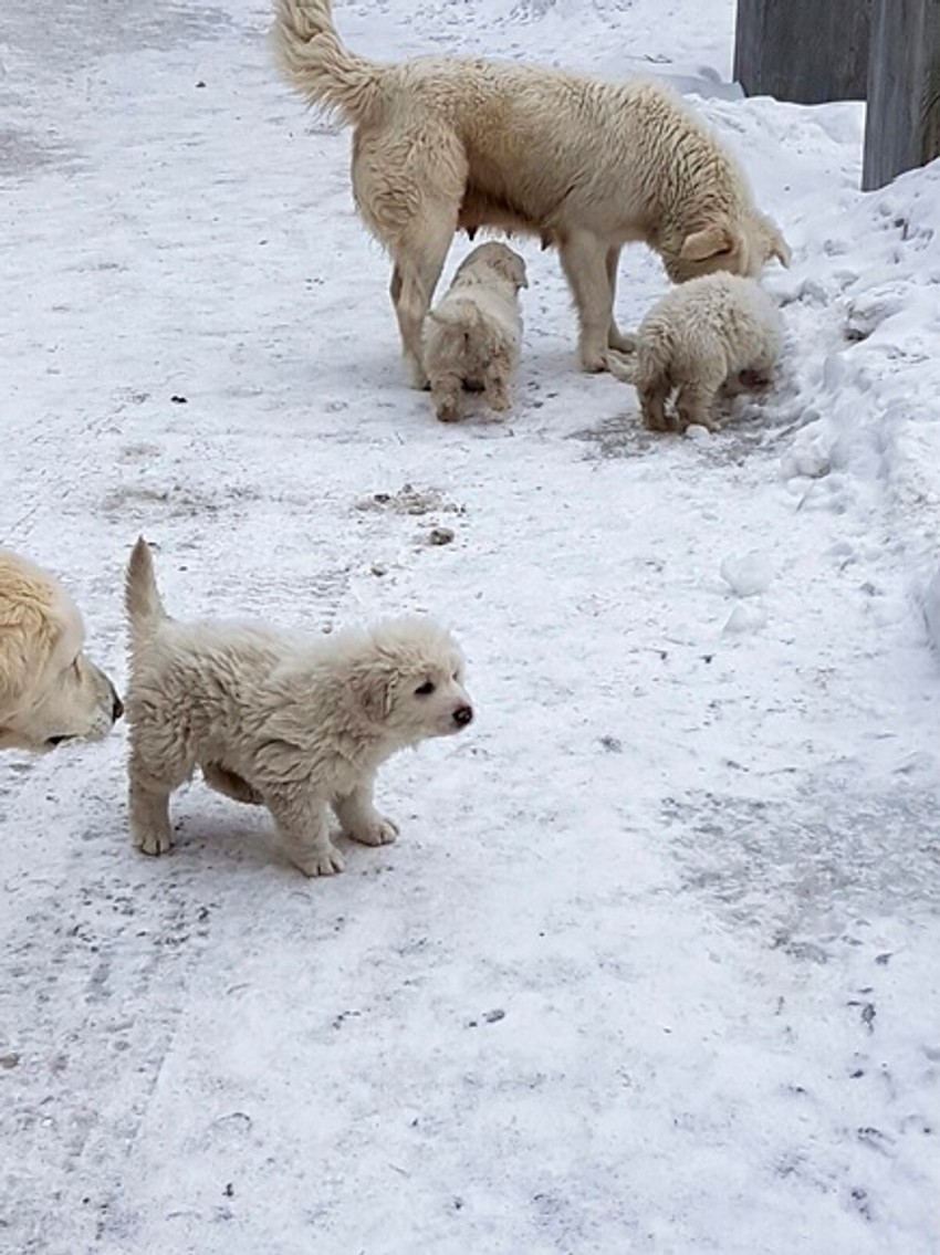 Spasene kuce iz ruševina hotela u Italiji