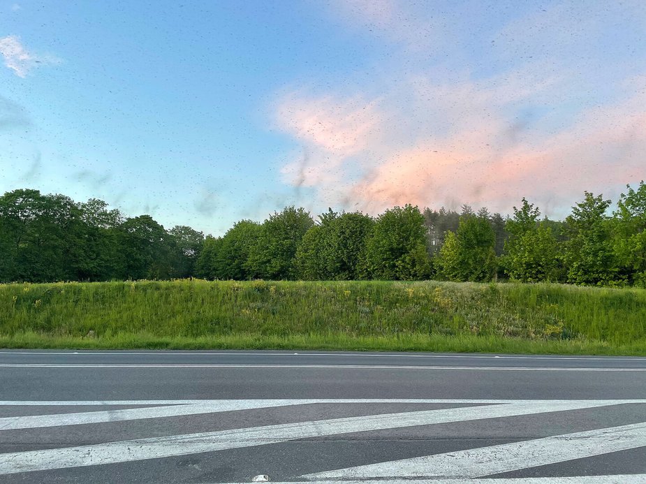 Rój owadów na wyspie Wolin
