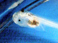 Nobel dla autora metody in vitro