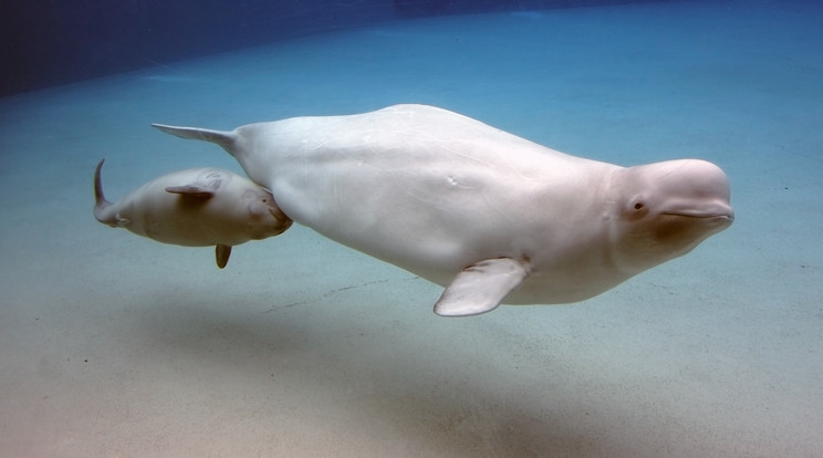 A fehér delfin, azaz a beluga fejformája erősen hasonlít 
a repülőgépére /Fotó: iStock