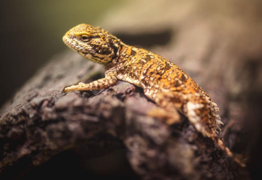 Agama Taylora