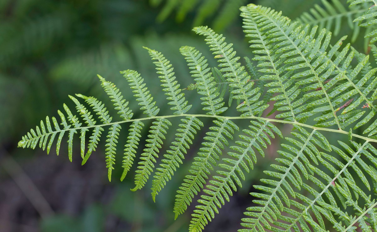 Paproć, Pteridium aquilinum