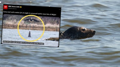 Nietypowe zachowanie foki szarej. Zrobiła to po raz pierwszy