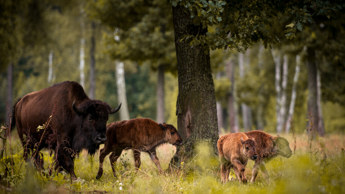 W Bieszczadach już kilkanaście żubrzyc z tegorocznym przychówkiem powróciło do swoich stad. Na początku czerwca opuściły je, żeby w leśnych ostępach wydać potomstwo.