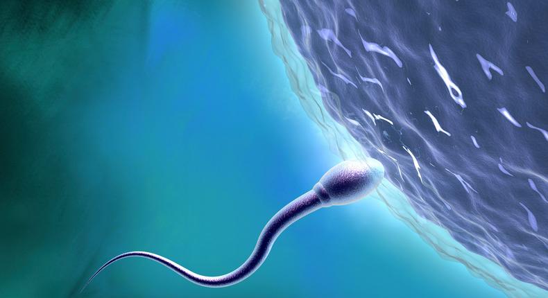 The male contraceptive pill is in the early stages of development.Matthias Kulka/Getty Images