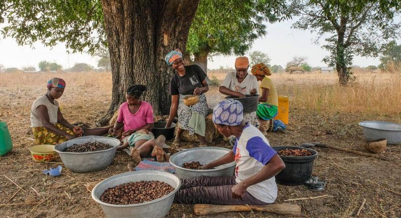 Ghanaian farmers harvesting Shea nuts