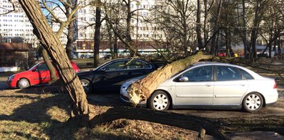 Gałąź zniszczyła ci auto? Sprawdź, kto za to zapłaci