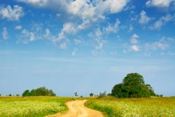 Brykiet z trawy, czyli ekologiczny opał z Podlasia