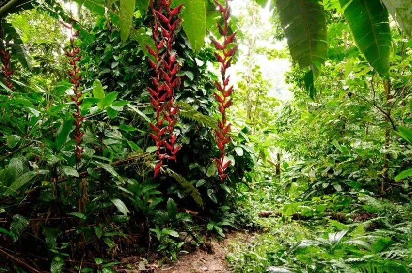 Darijenski prekid je prepun biodiverziteta, ali i opasnosti, ne samo zbog divljih životinja, već i zbog krijumčara koji operišu u toj oblasti | Foto: Getty Images