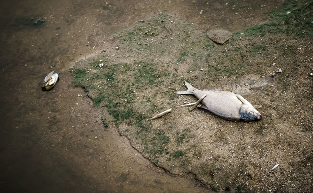 Śnięte ryby