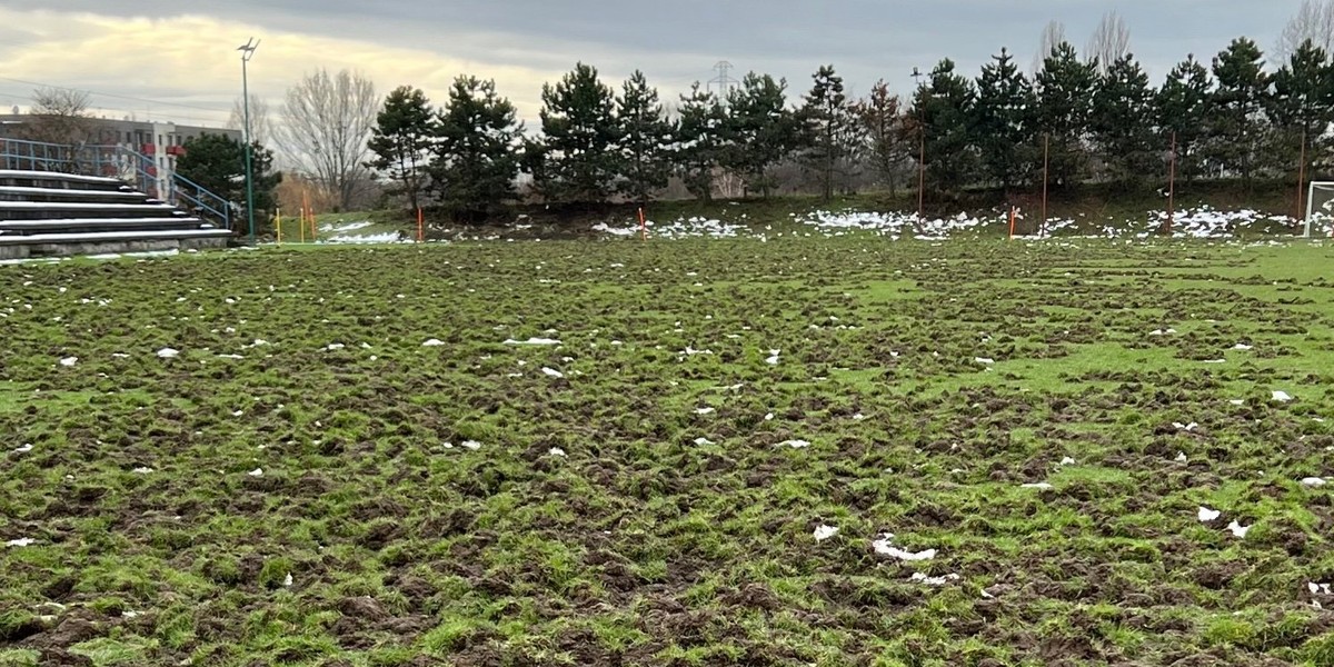 Dziki zniszczyły boisko krakowskiego klubu. 