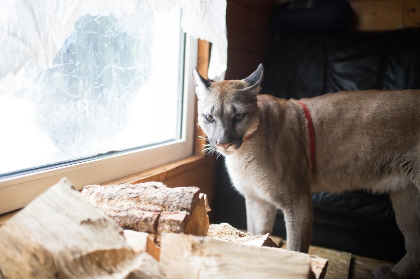 40-kilowa puma codziennie zjada 4 kg mięsa. Najbardziej lubi policzki wołowe