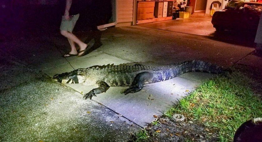 Aligator dostał się do domu 77-latki