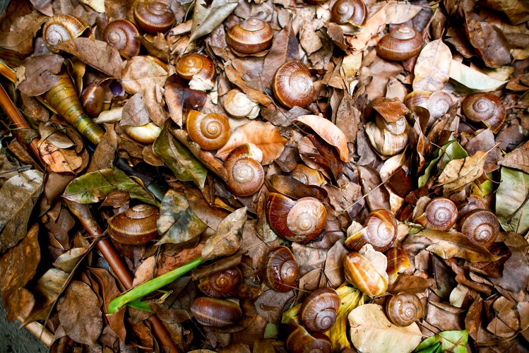 Ślimak pomoże zadbać o piękną cerę?