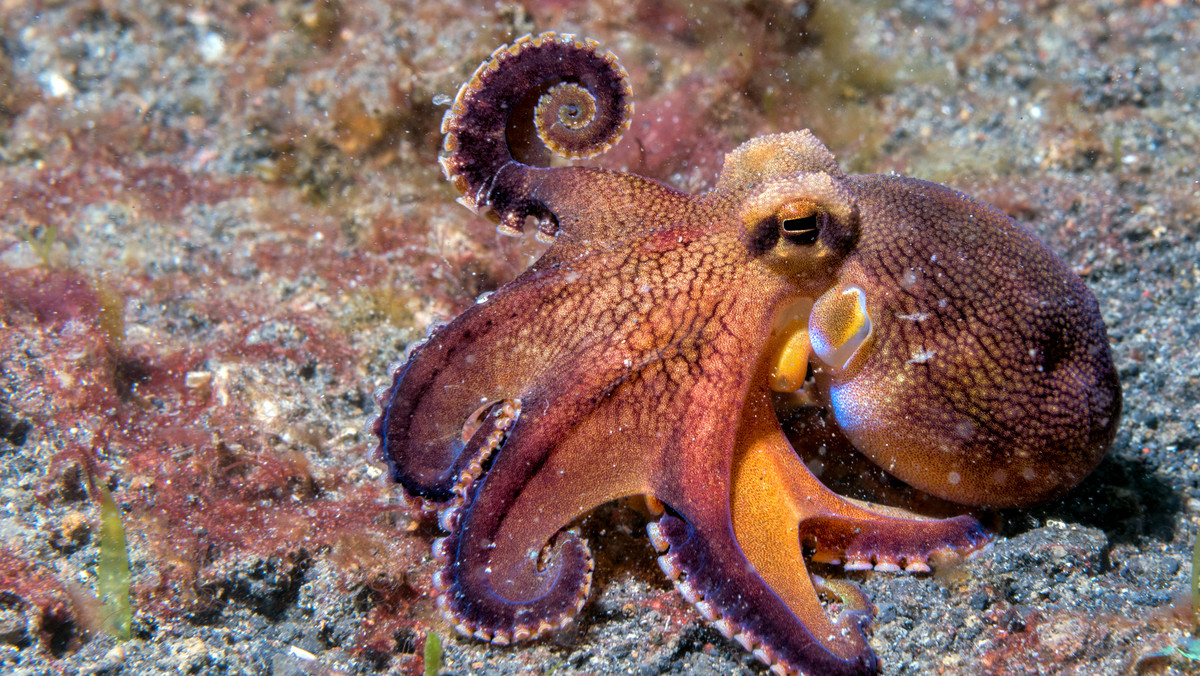 Ośmiornica kokosowa (Amphioctopus marginatus) w pełni zasłużyła na swoją nazwę. To jedyny bezkręgowiec, który w inteligentny sposób zbiera i w różny sposób wykorzystuje znalezione przedmioty.