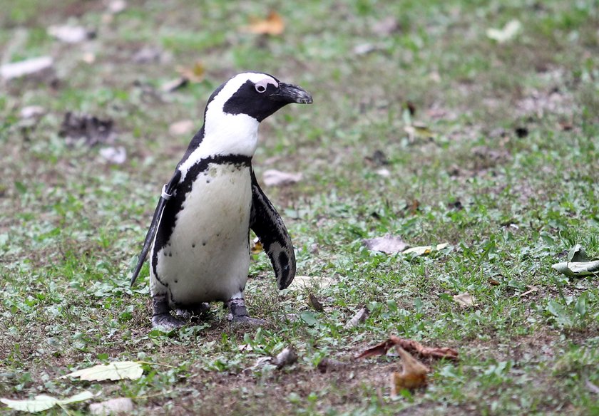 Warszawskie zoo zamieszkują afrykańskie pingwiny