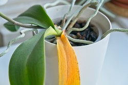 Storczyk ma żółte liście? Wsadź to do doniczki a uratujesz sytuację