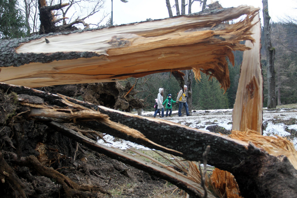 Powalone drzewa, zniszczone domy. Wielkie sprzątanie w Zakopanem