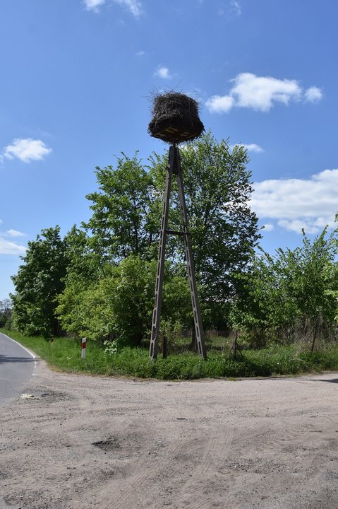 Gniazdo w Osiecka na Mazowszu